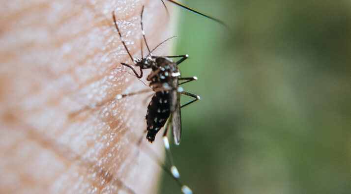 picaduras mosquito histamina pni