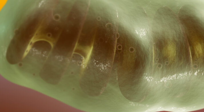 mitocondrias sistema inmune pni