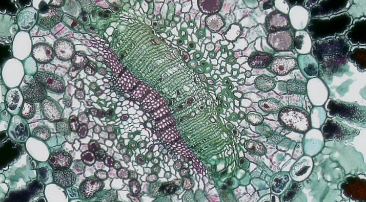 Mitocondrias pni clínica